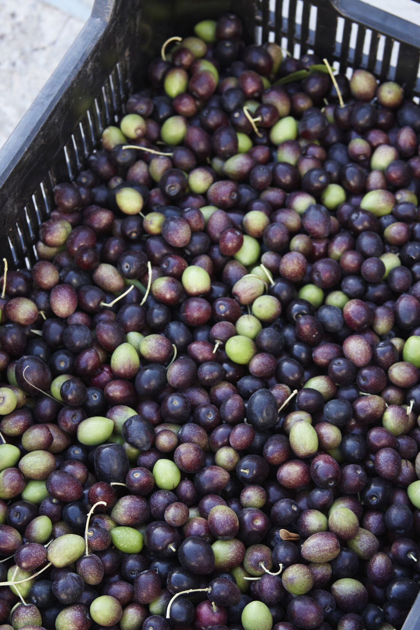 We carefully hand-pick a mix of green and black olives for a delicate leafy and spicy flavour.